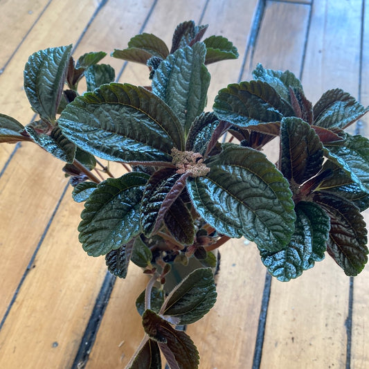 Pilea Chocolate