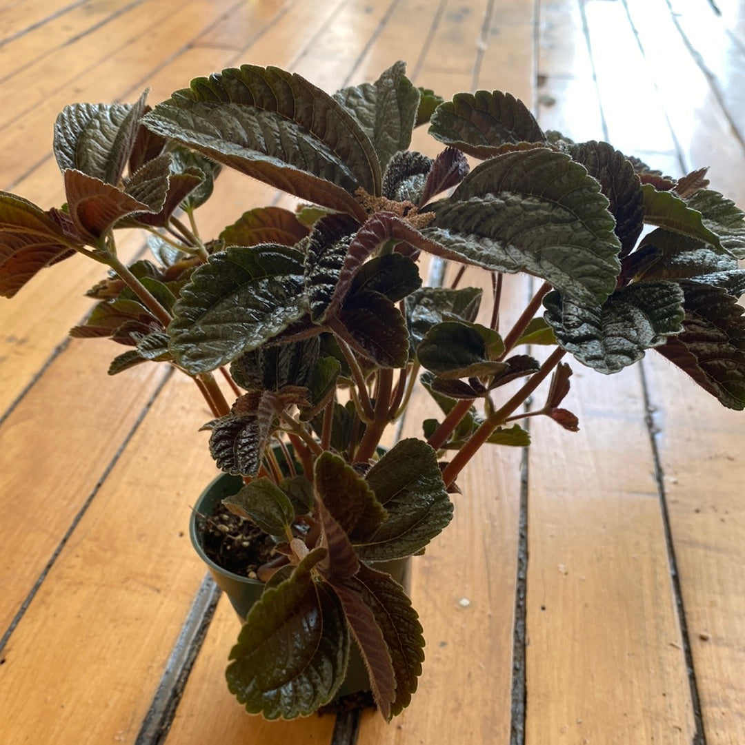 Pilea Chocolate