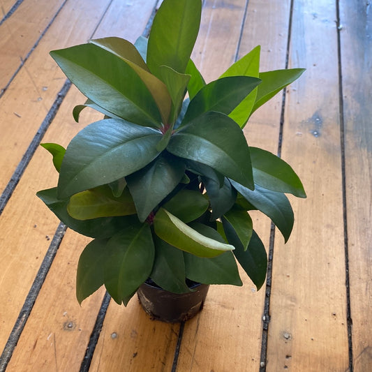 Ardisia