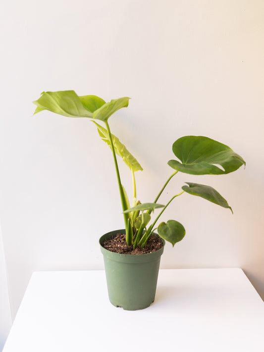 Monstera