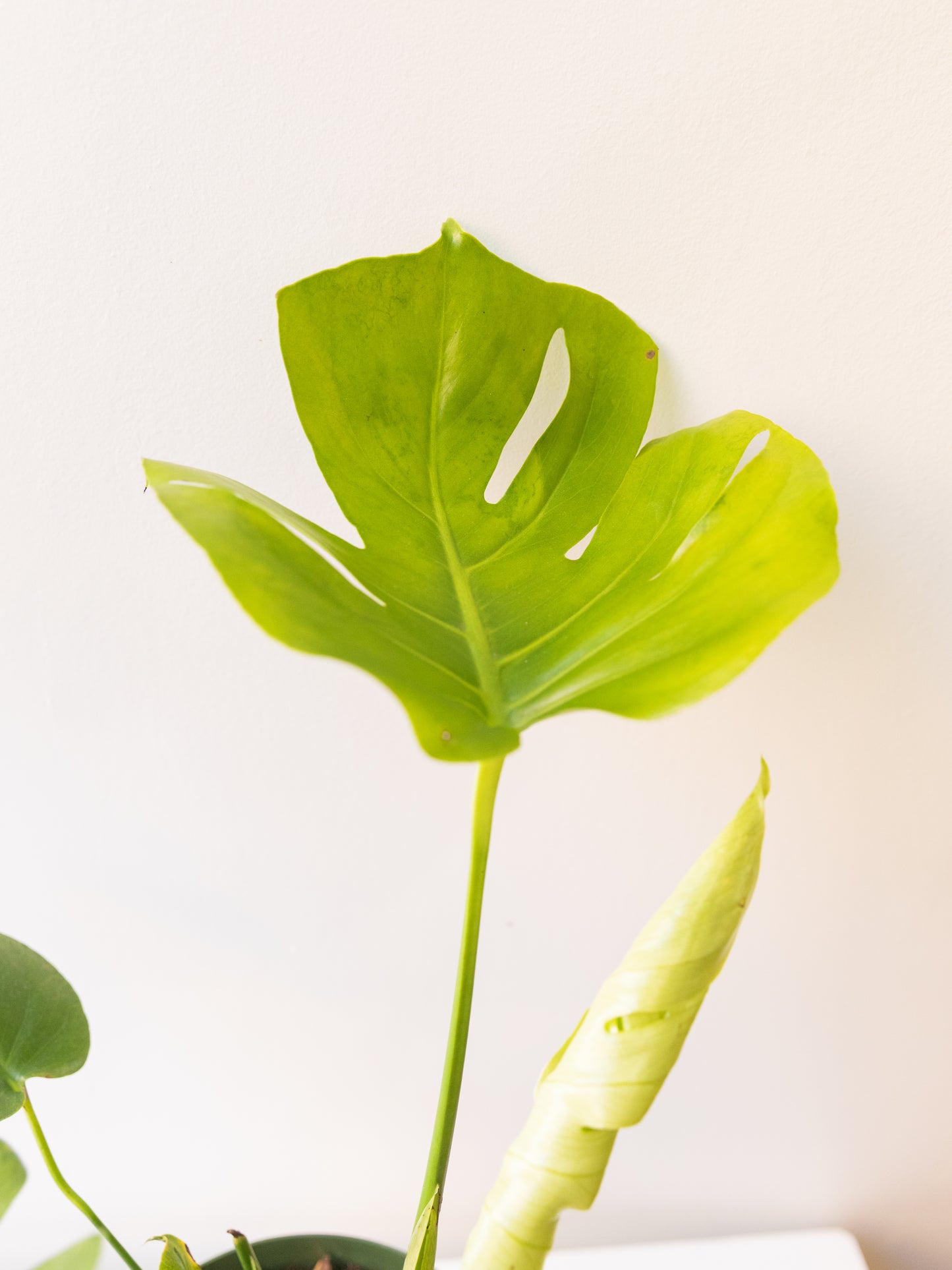 Monstera