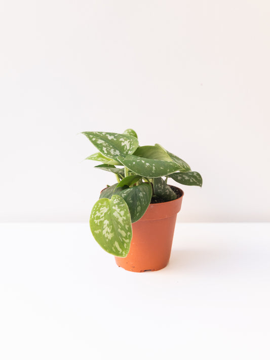 Silver Satin Scindapsus
