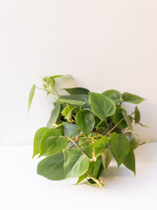 Philodendron Cordatum