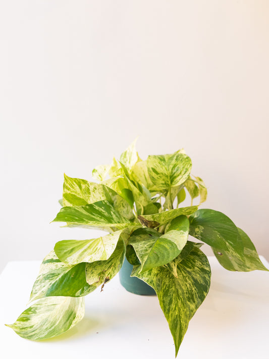 Marble Queen Pothos