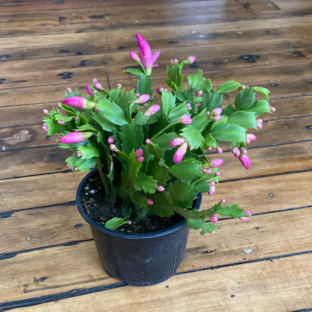 Spring Cactus
