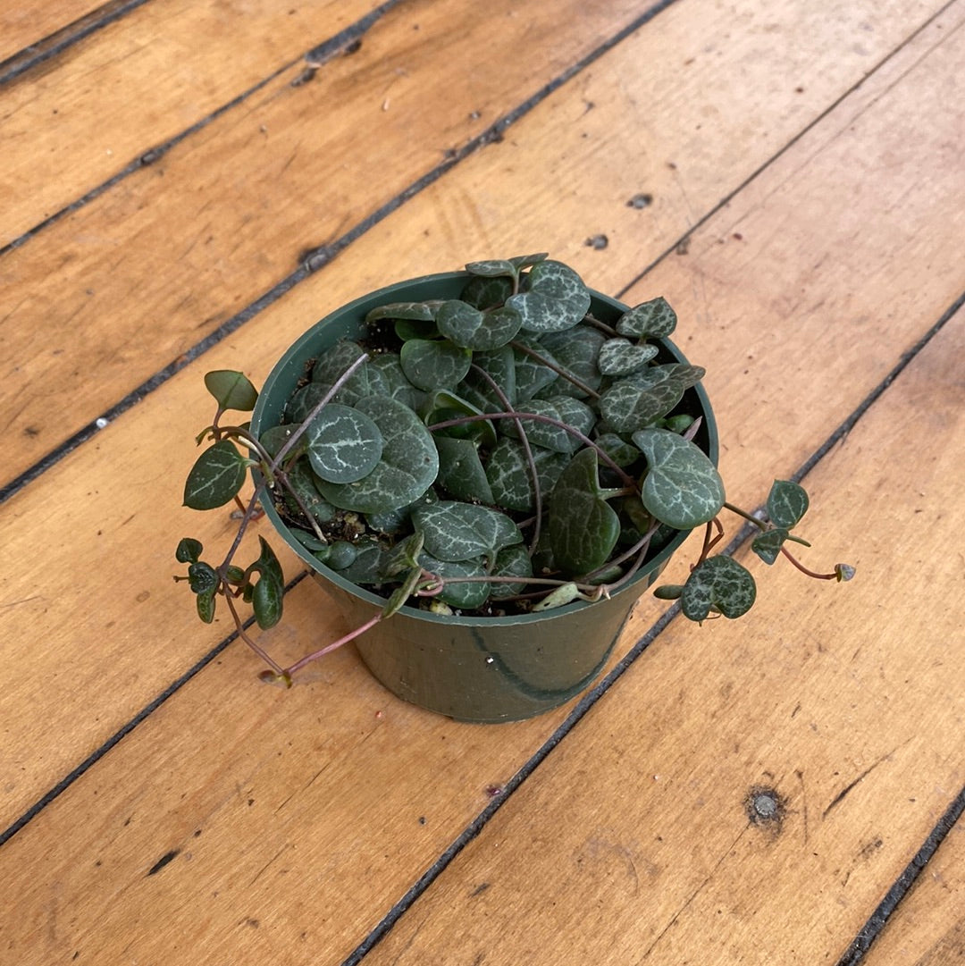 String of Hearts