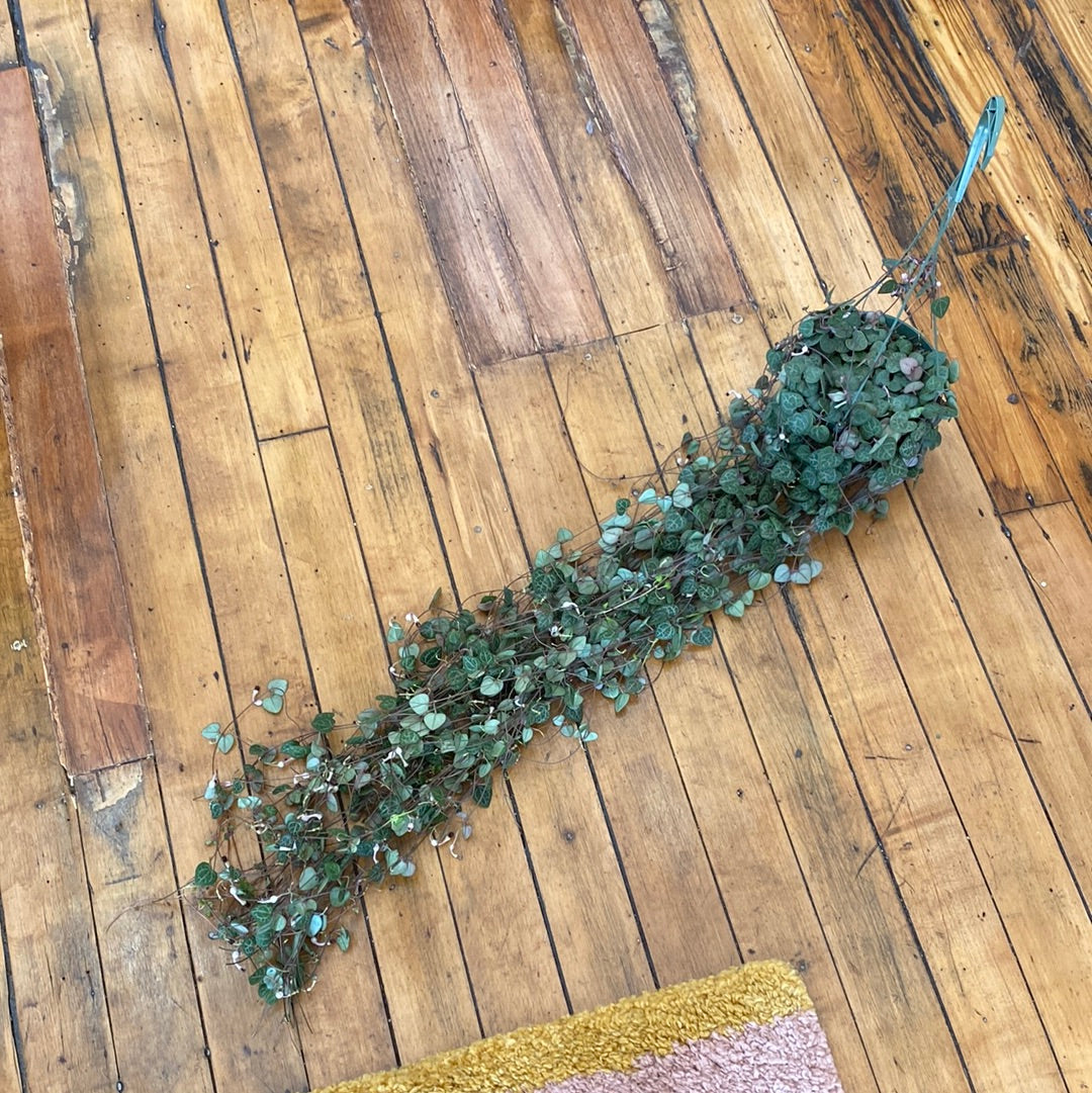 String of Hearts