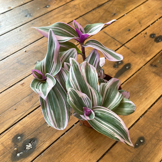Tradescantia Nanouk