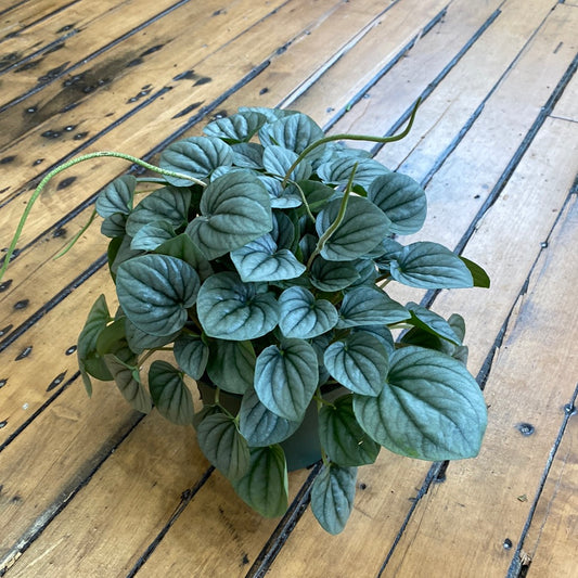 Pepromia Frost