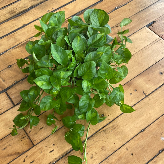 Global Green Pothos