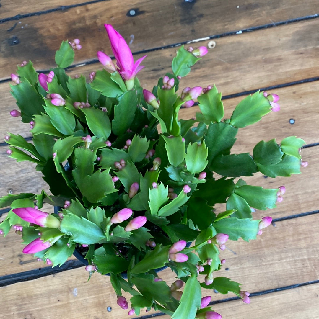 Spring Cactus