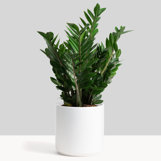 Classic Ceramic Planter