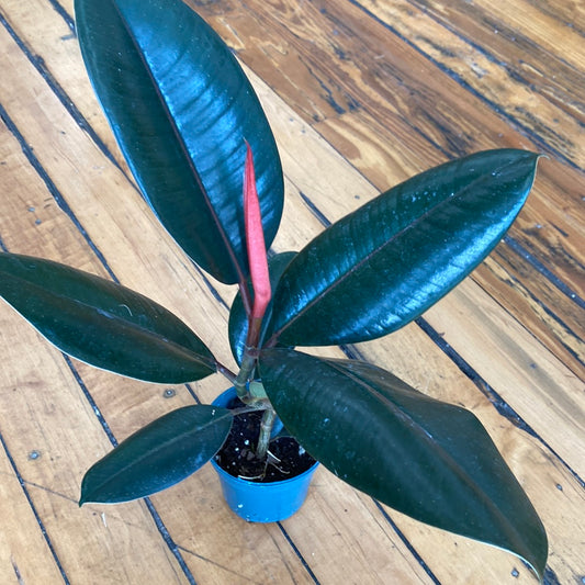 Rubber Plant