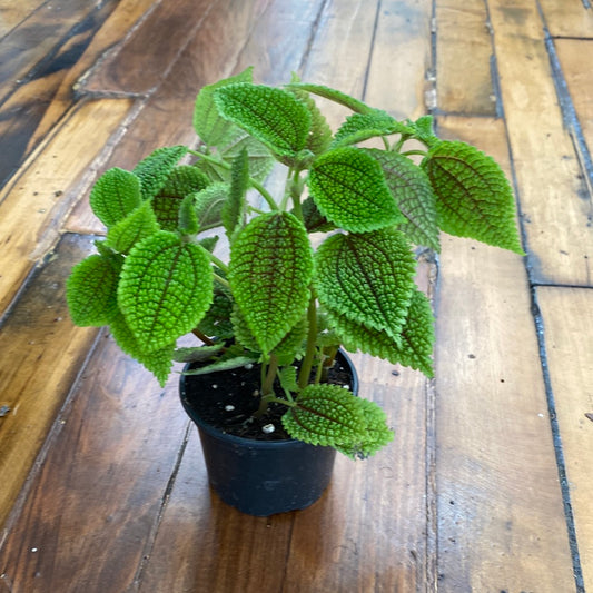 Pilea Moon Valley