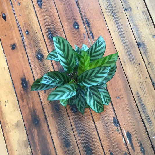 Calathea Varieties