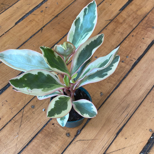 Pepromia Ginny