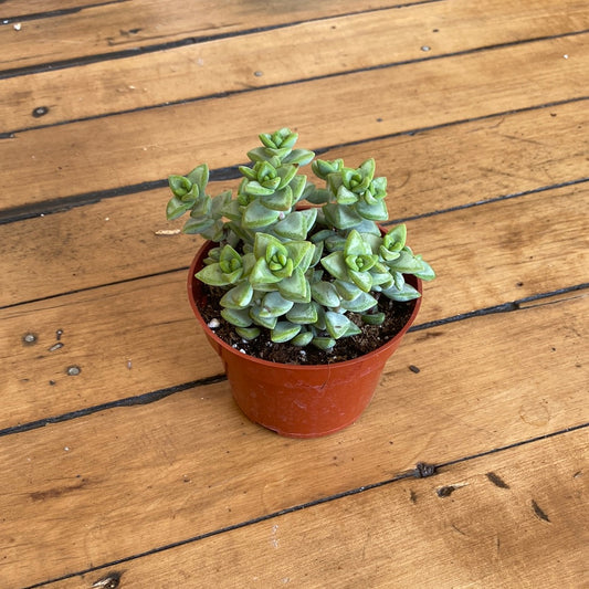 Crassula Rupestris