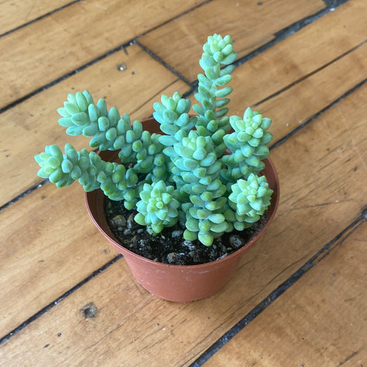 Burro's Tail