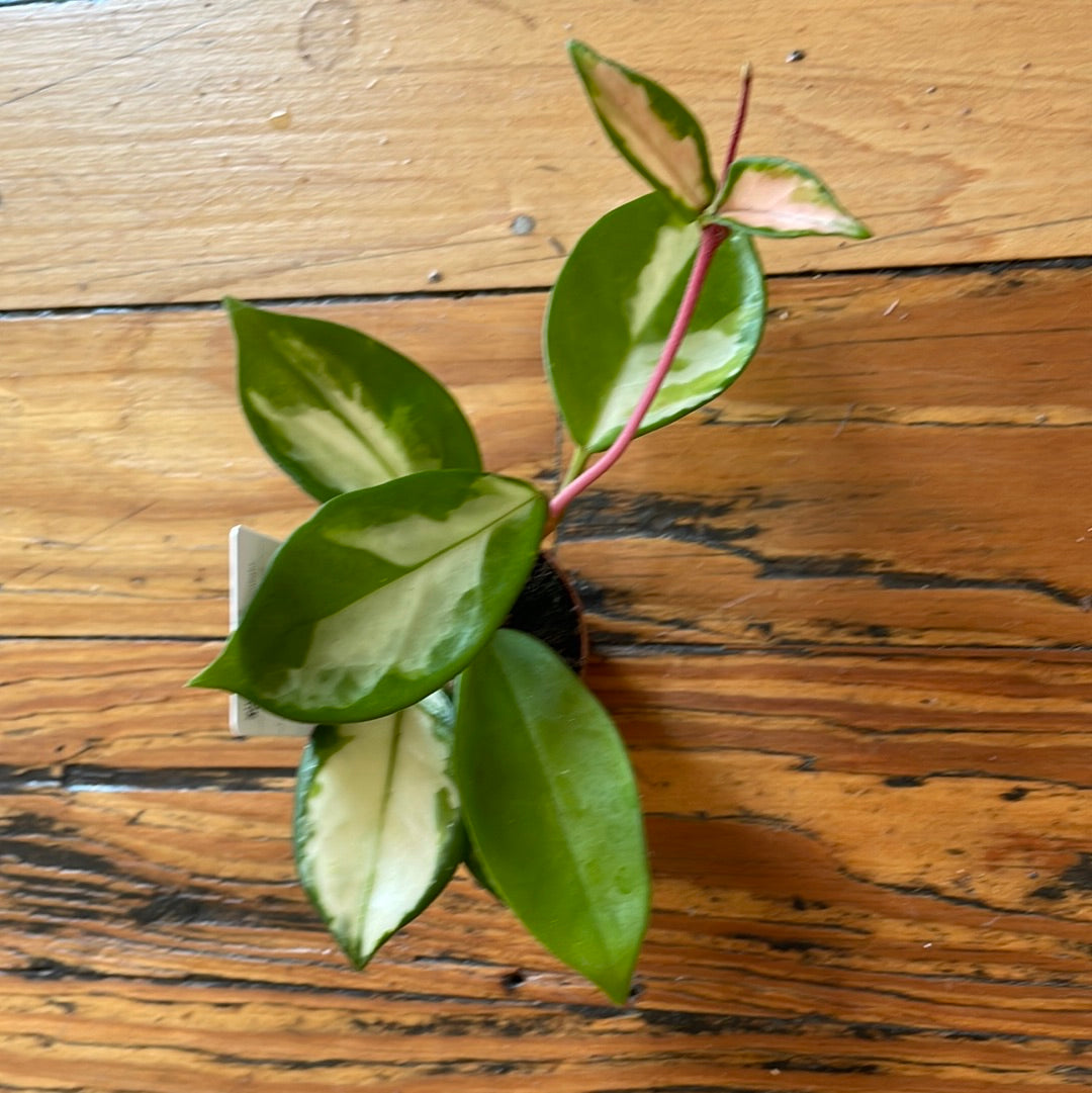 Hoya Tri-color
